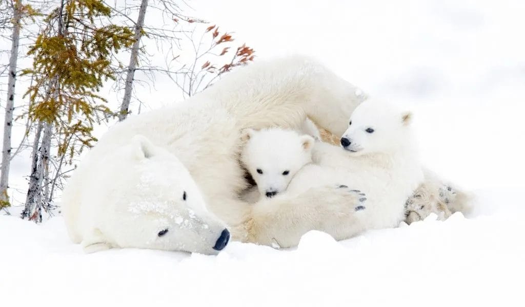 How Do Polar Bears Survive Adaptations To The Cold Arctic
