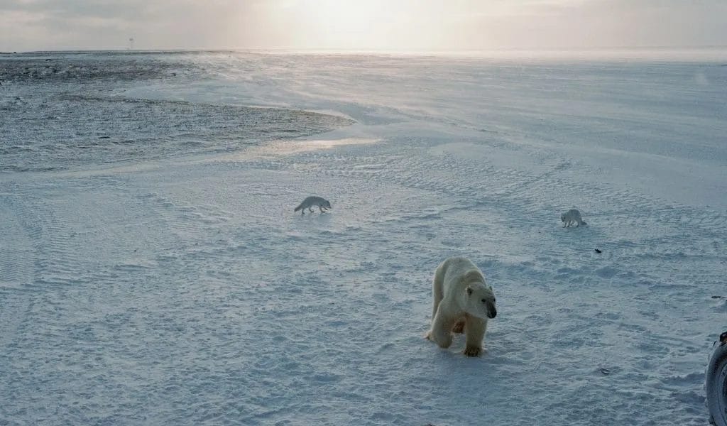 How Do Polar Bears Survive? [Adaptations to the Cold Arctic]