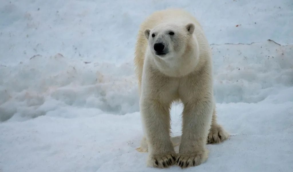 How Do Polar Bears Survive? [Adaptations to the Cold Arctic]