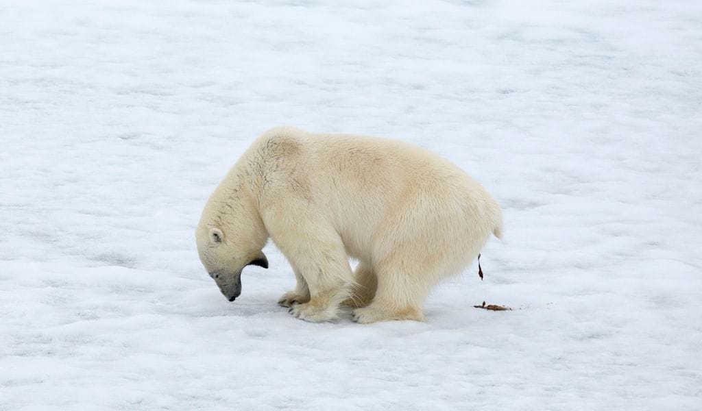 How Do Polar Bears Survive? [Adaptations to the Cold Arctic]