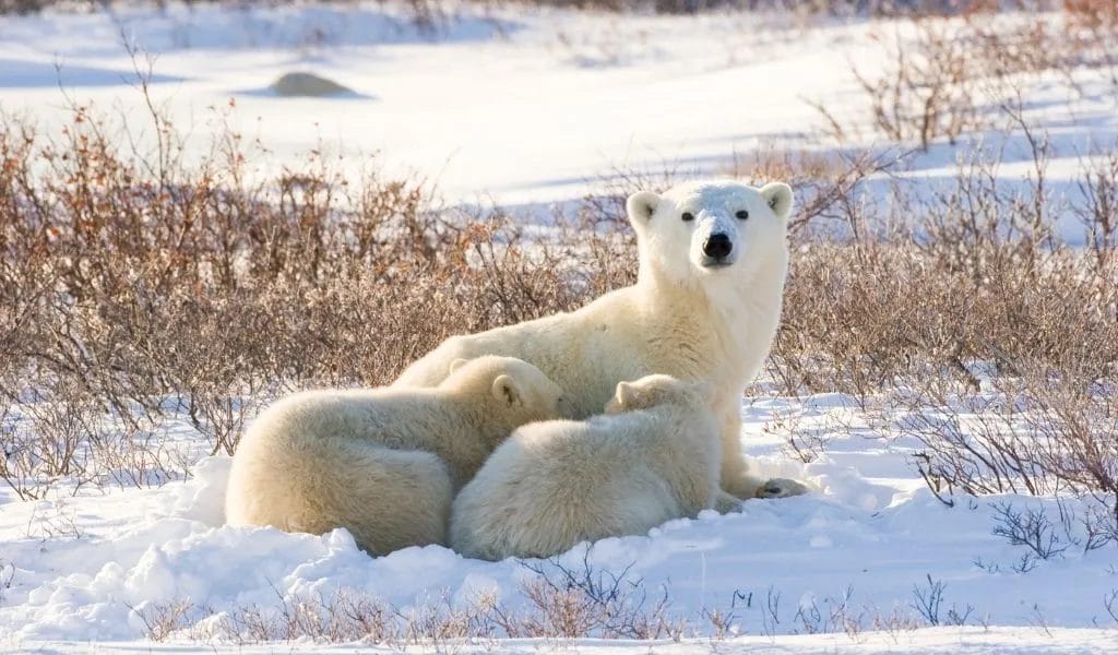 How Do Polar Bears Survive? [adaptations To The Cold Arctic]