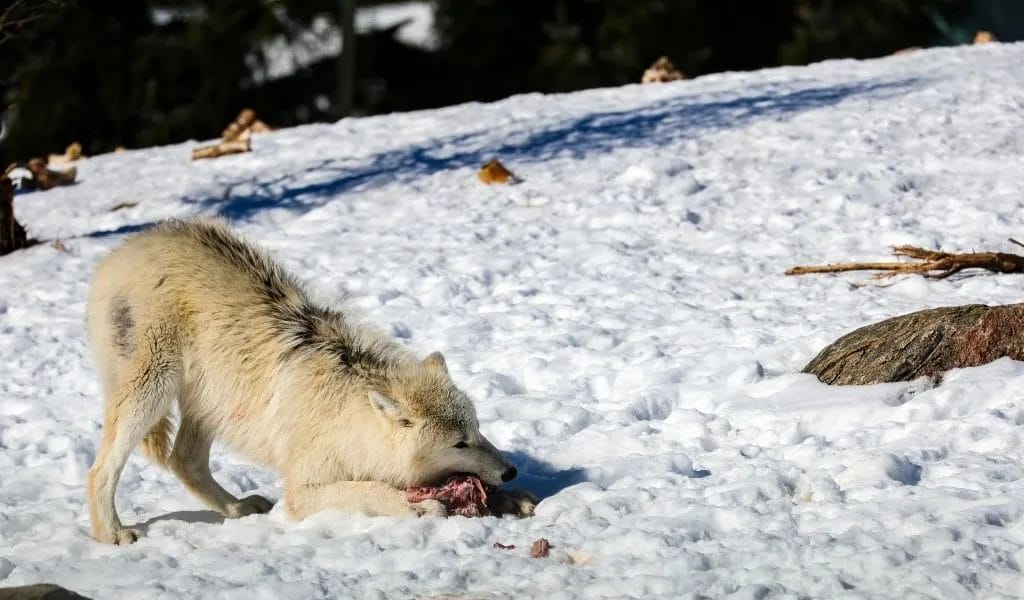 Are Arctic Wolves Carnivores? What Do They Eat? - Polar Guidebook