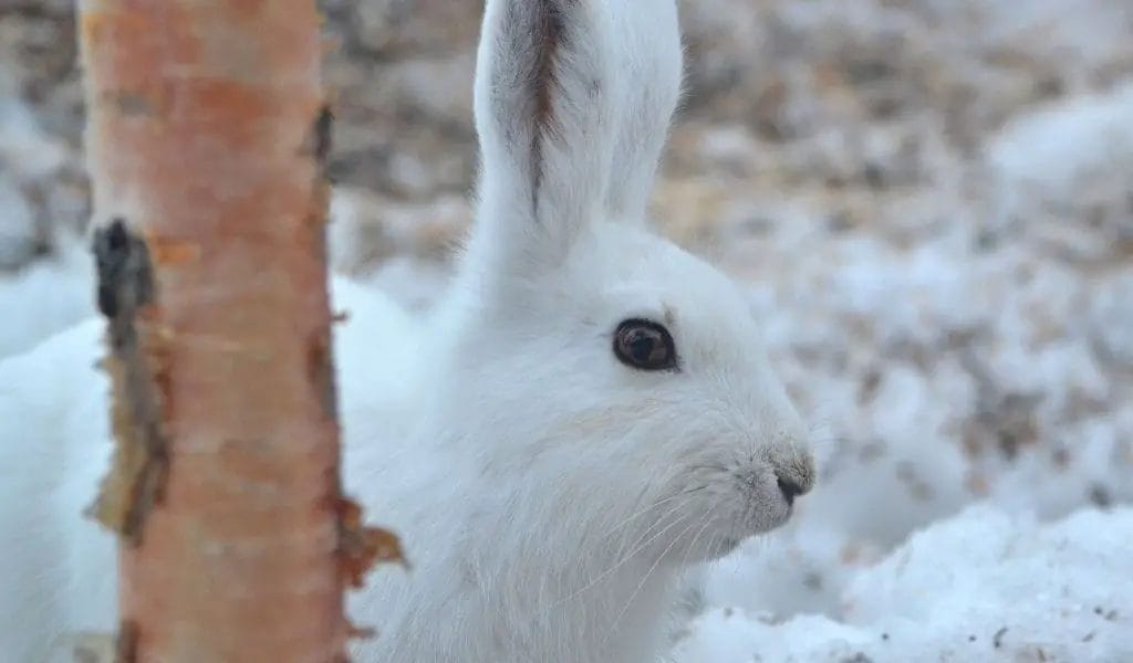 Are Arctic Hares Herbivores? What Do They Eat? Polar Guidebook