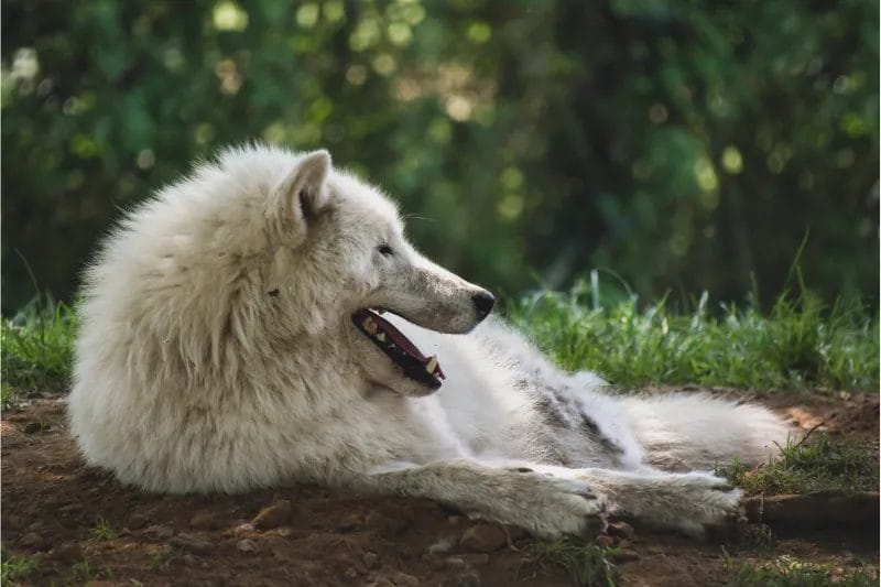 What Are the Predators of Arctic Wolves? Polar Guidebook